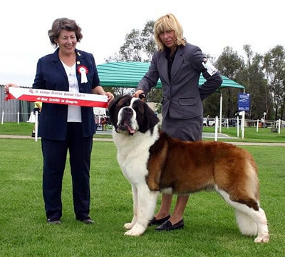 Stiniyasu Eclipse at St George  wins runner Up Best In Show